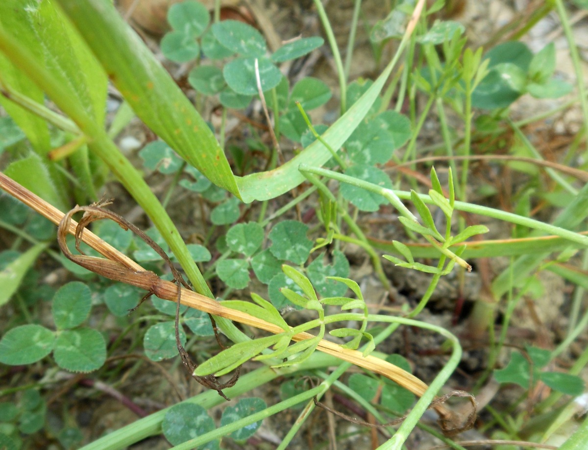 Oenanthe silaifolia M.Bieb./Finocchio acquatico silaifoglio